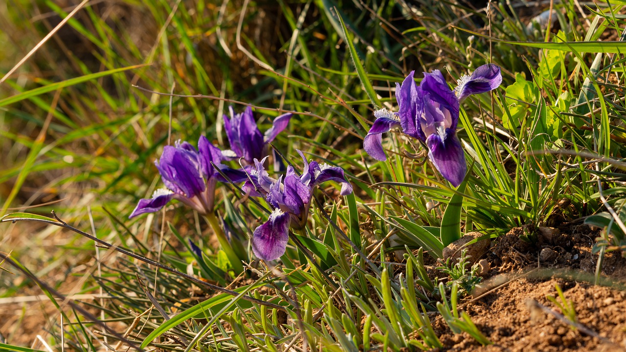 irises  lilac flowers  spring flowers free photo