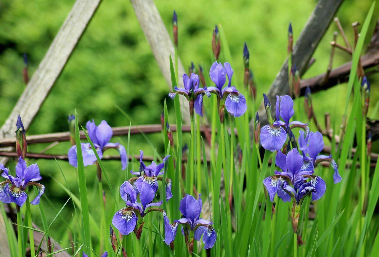 irises  flowers  spring free photo