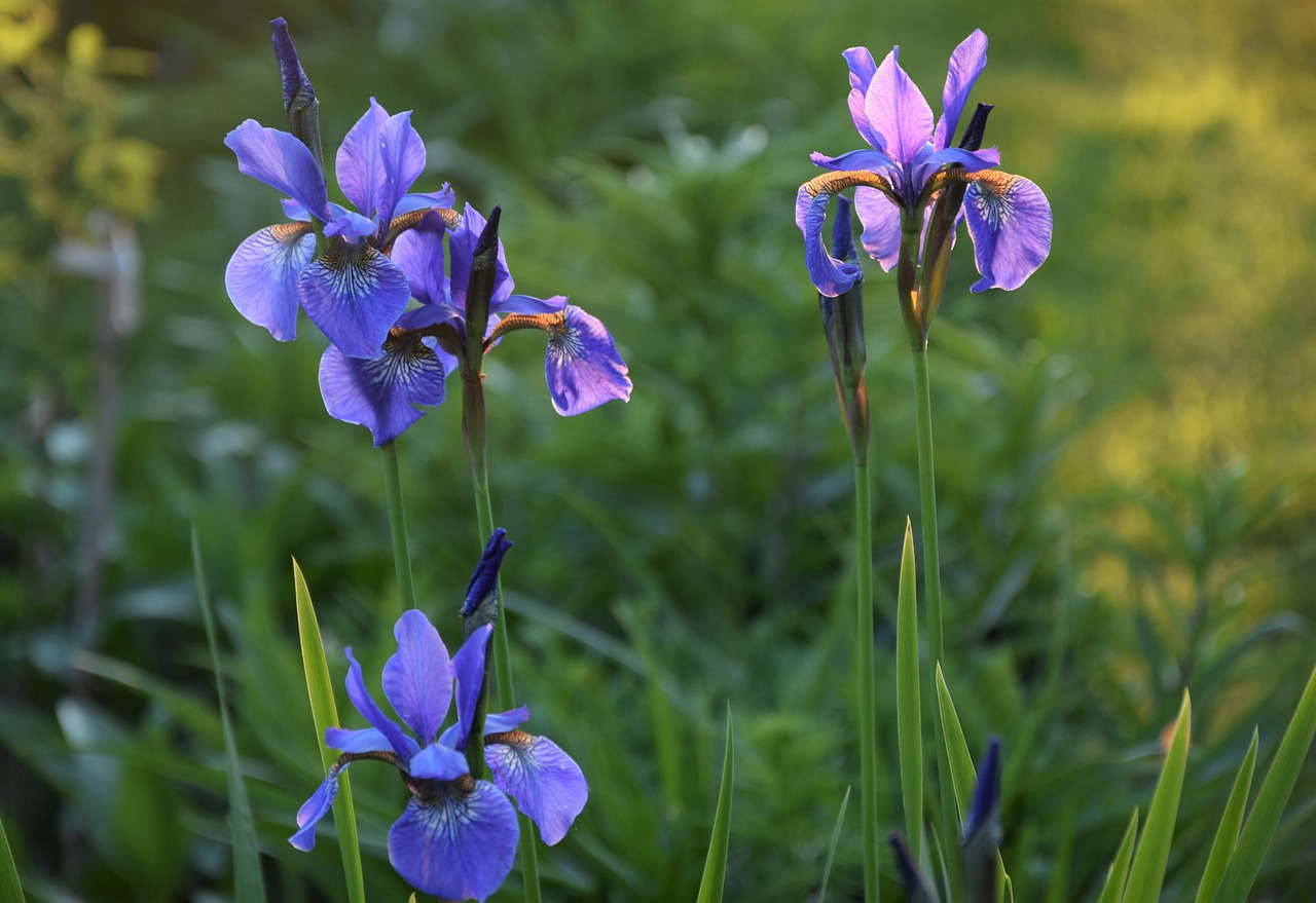 irises  garden  flower free photo