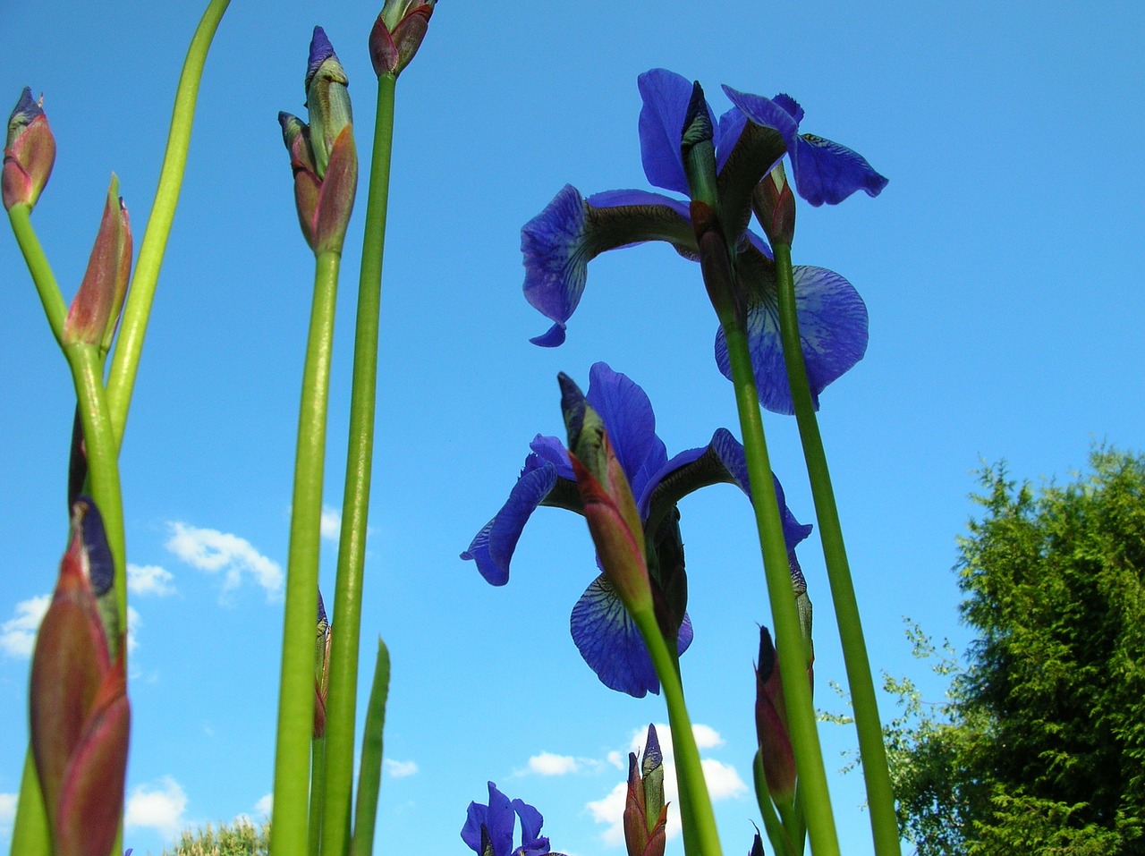 irises iris flower free photo