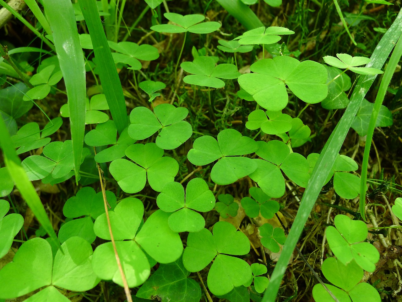 irish green clover free photo