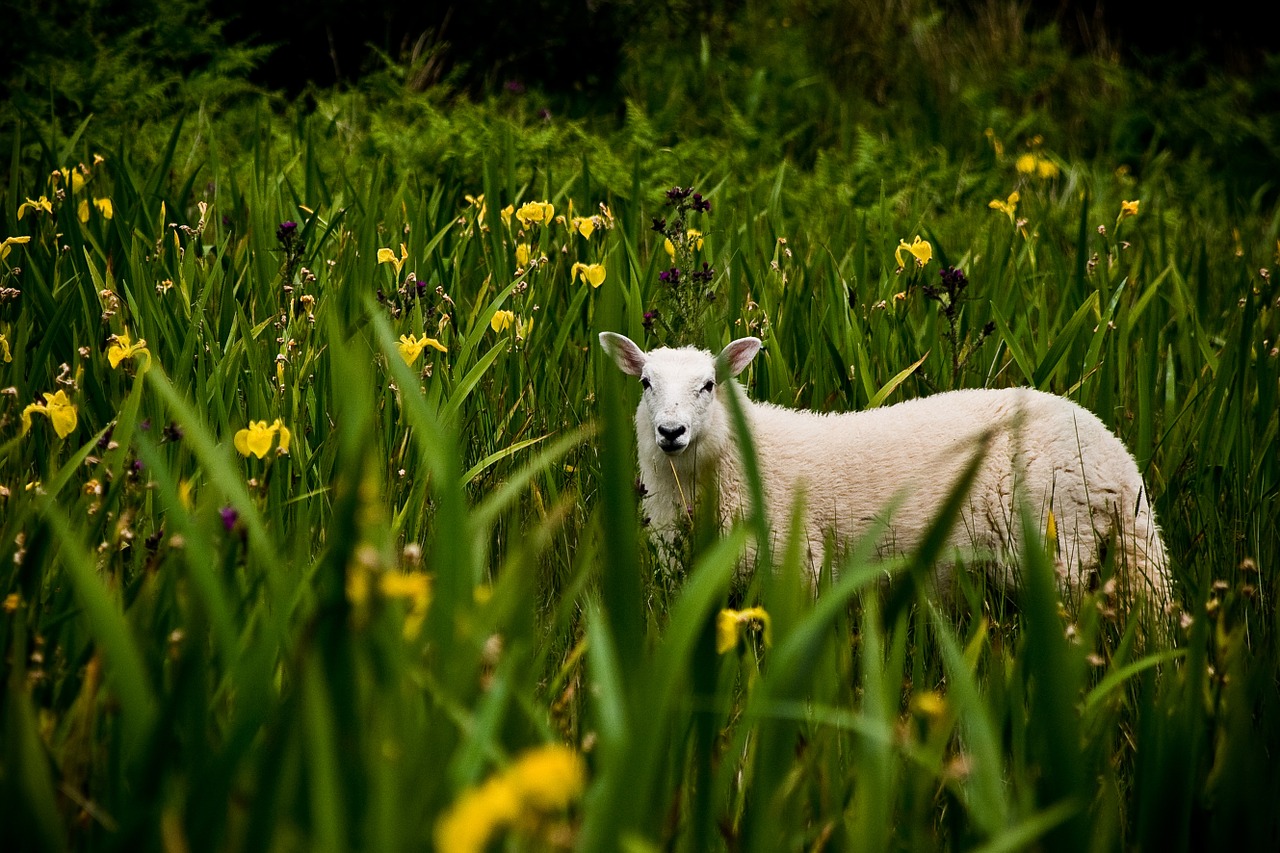 irish lamb landscape free photo