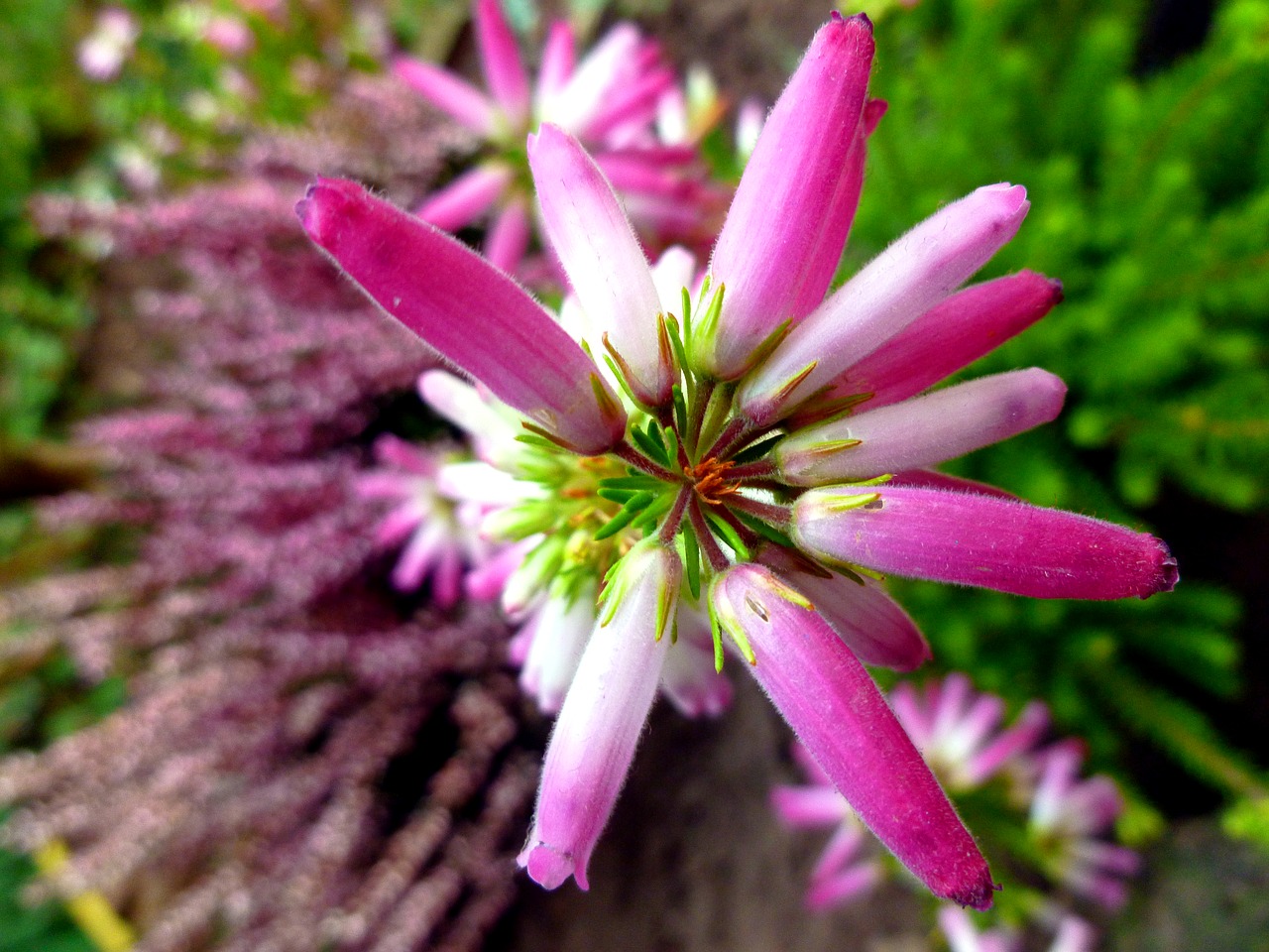 irish erika heather blossoms irish heath free photo