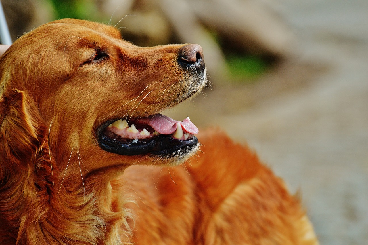 irish setter dog fur free photo