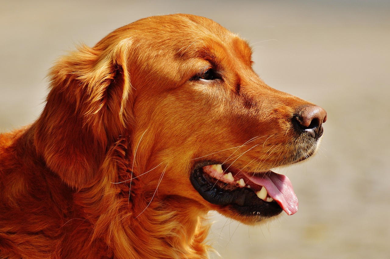 irish setter dog fur free photo