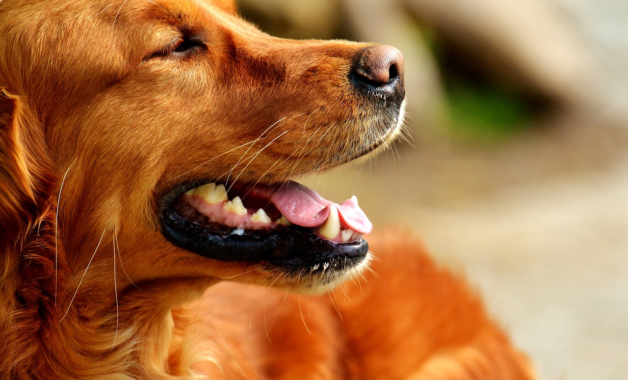 irish setter dog fur free photo