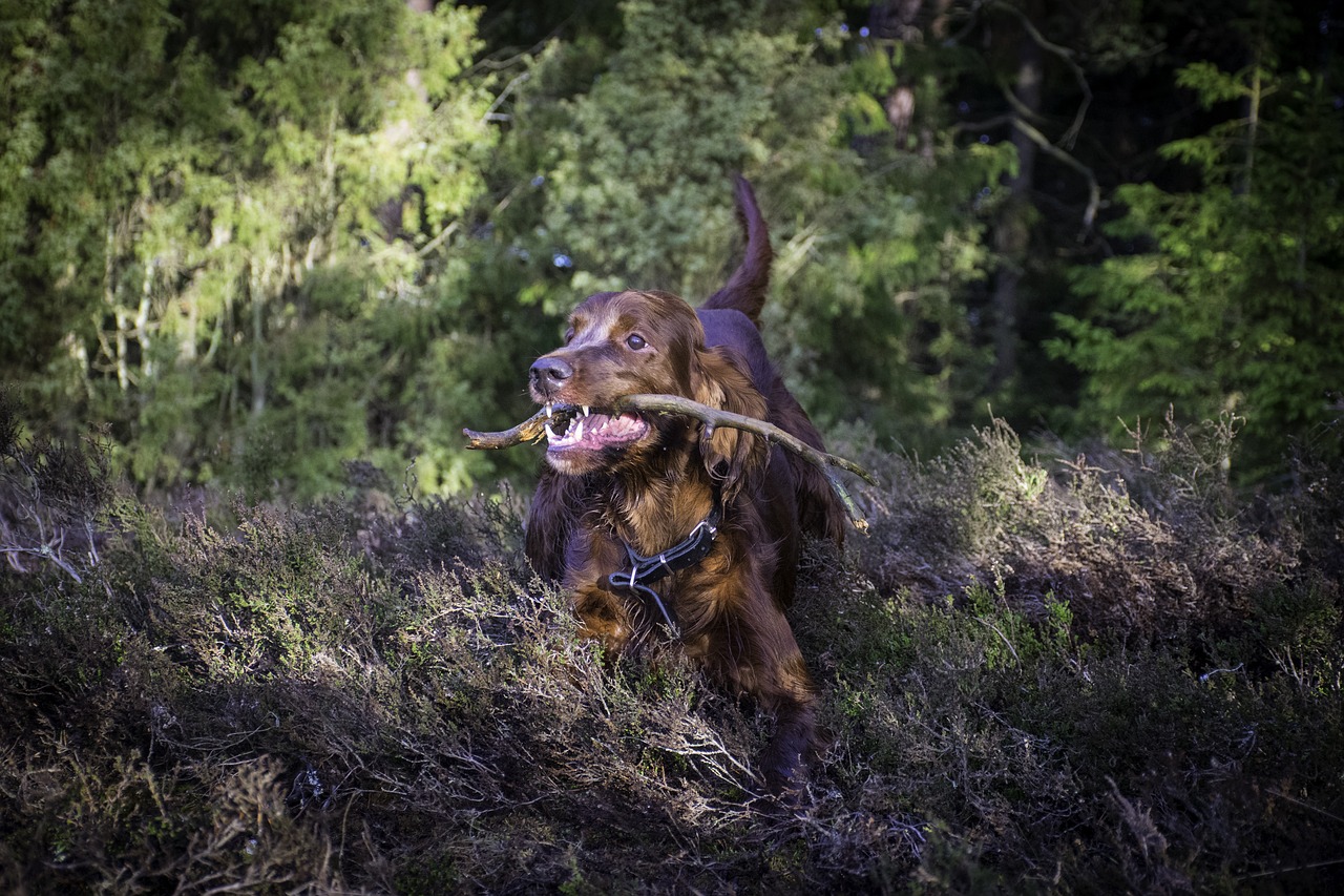 irish setter  dog  animals free photo