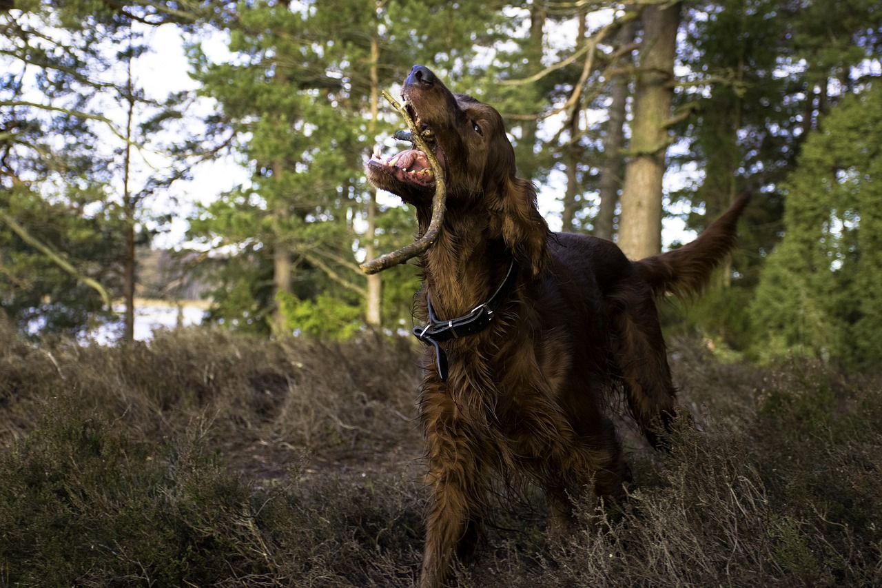 irish setter  dog  animals free photo