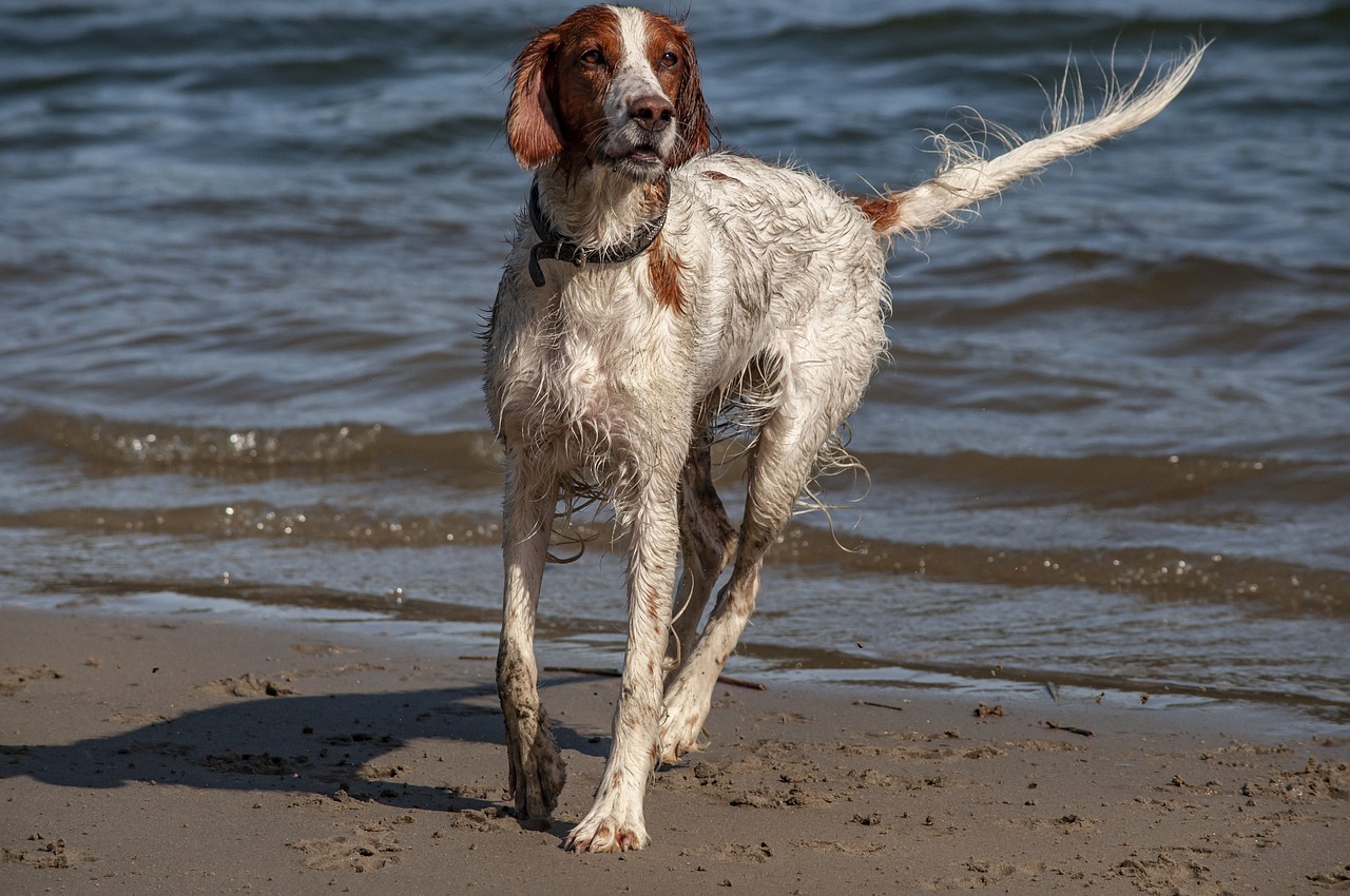 irish setter  dog  animal free photo