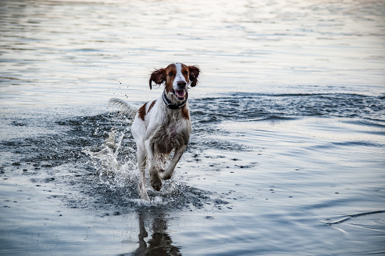 irish setter  animal  mammal free photo