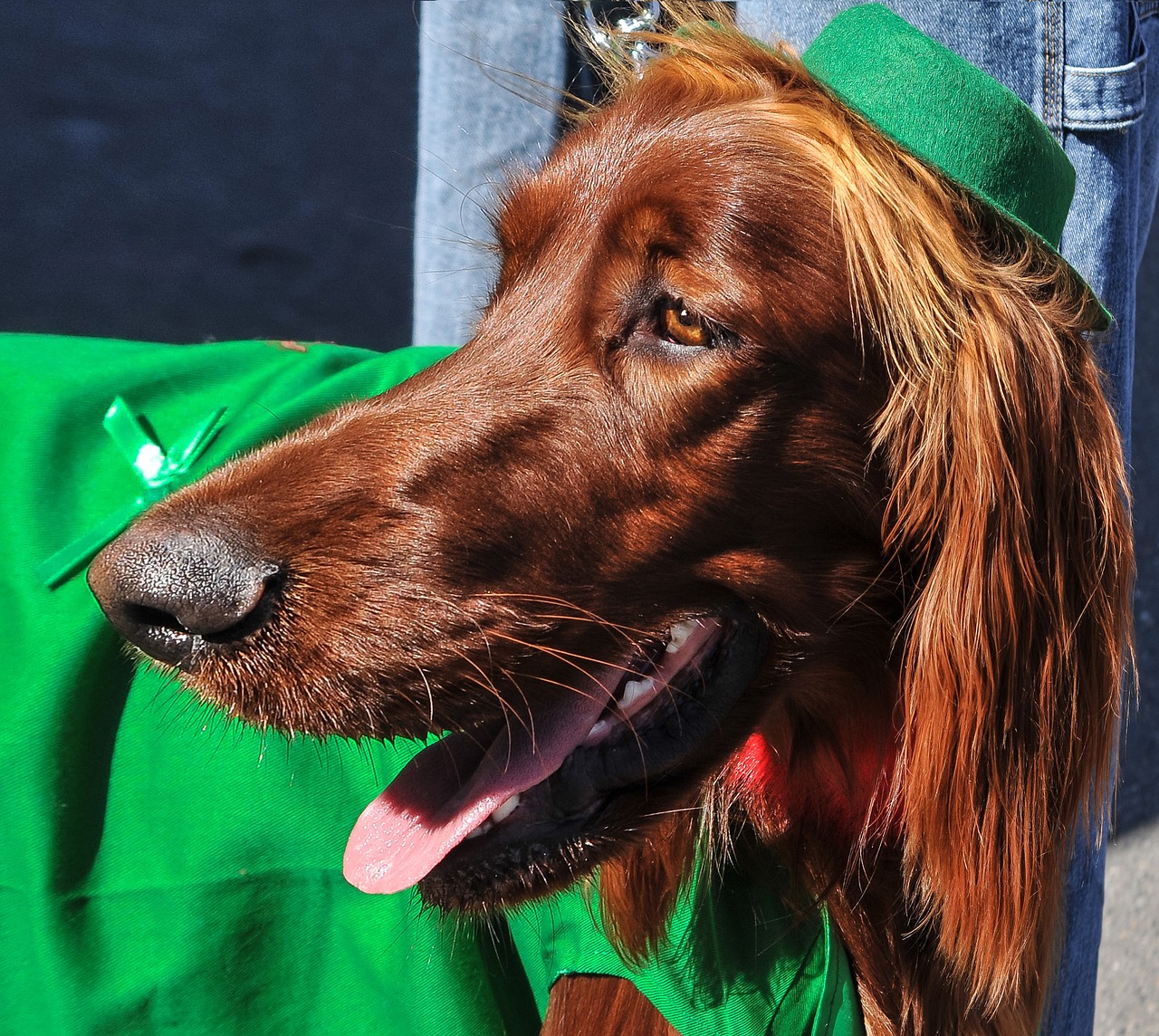 irish setter dogs dog breeds free photo