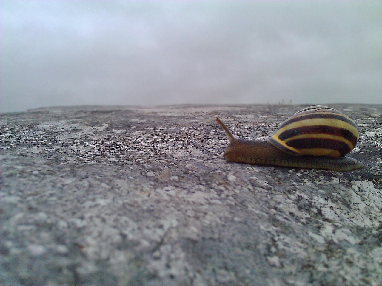 irish snail snail nature free photo