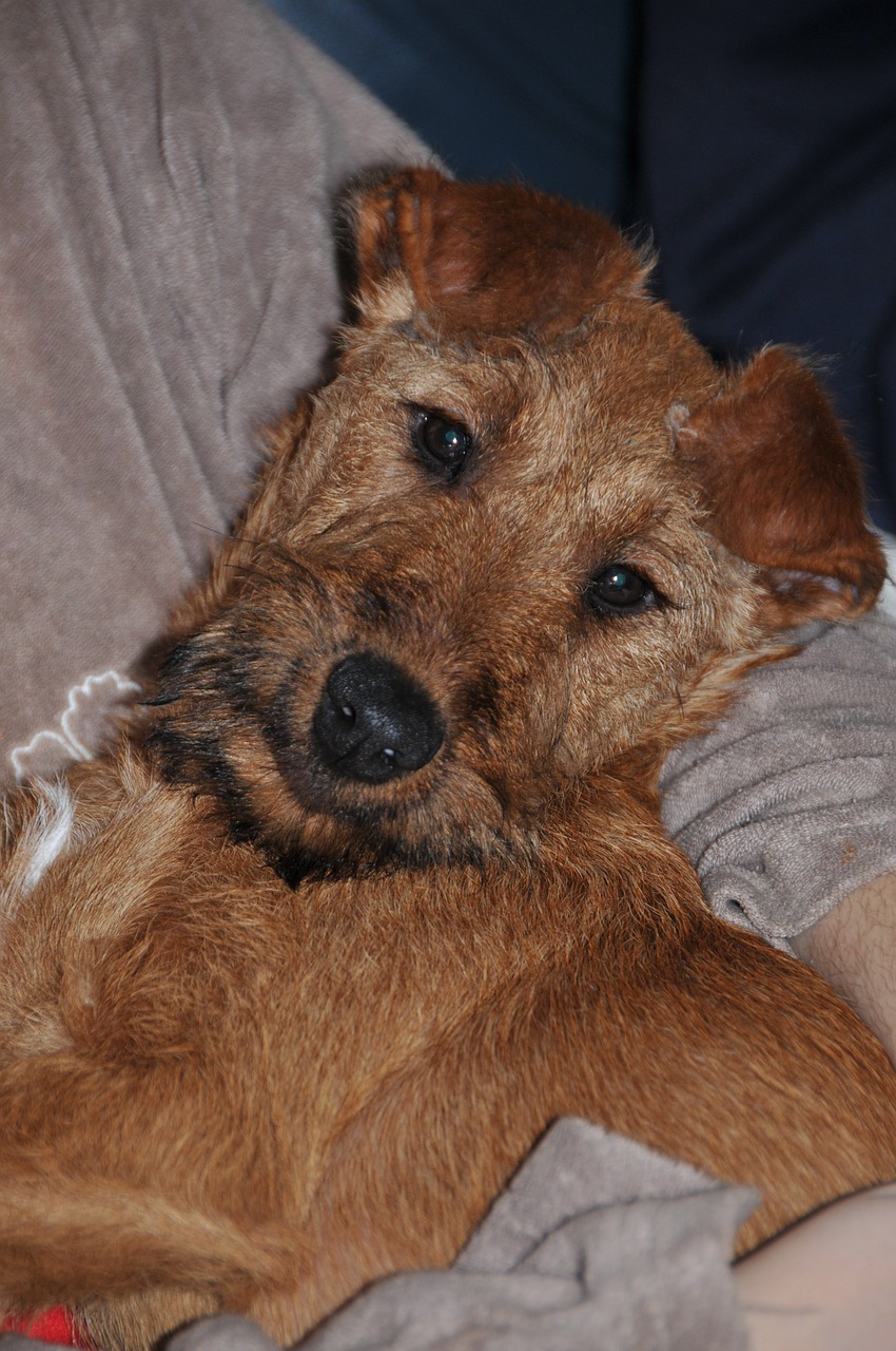 irish terrier dog pet free photo