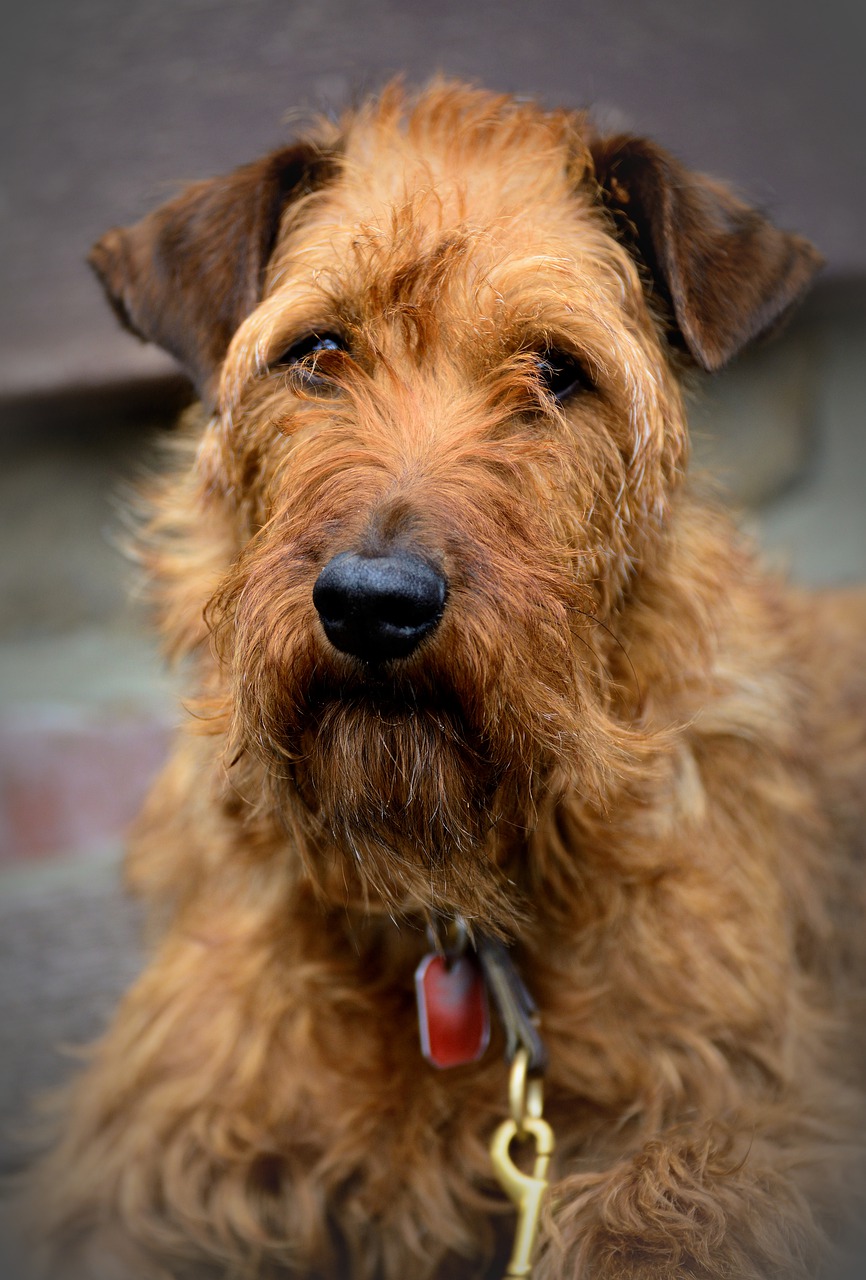 irish terrier  terrier  dog free photo