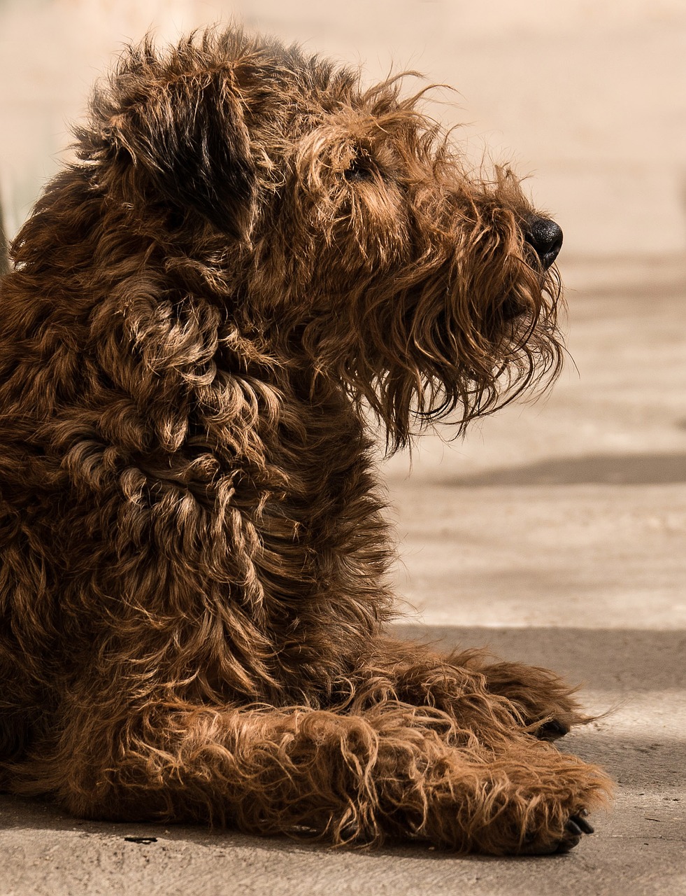 irish terrier dog ungetrimmt free photo