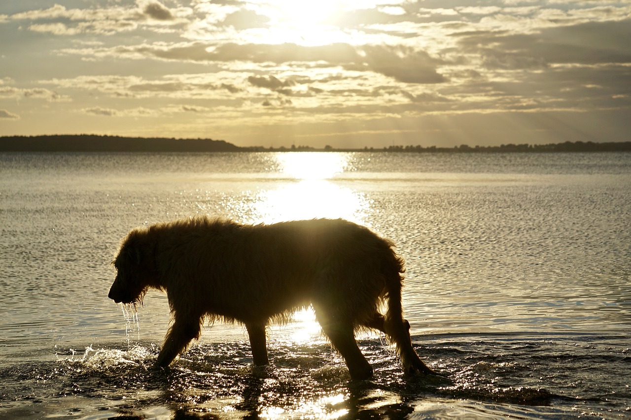 irish wolfhound beach sunset free photo