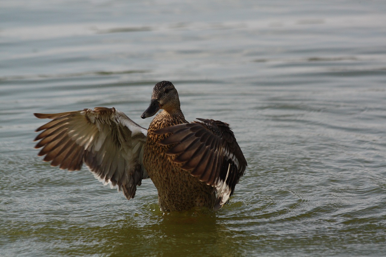 iron duck bird water animals free photo