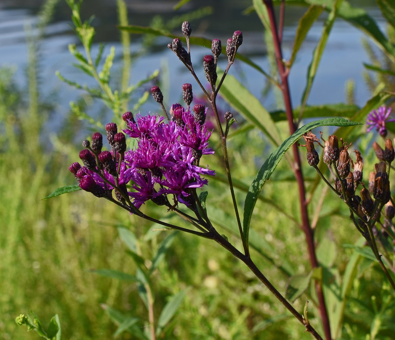 ironweed flower blossom free photo