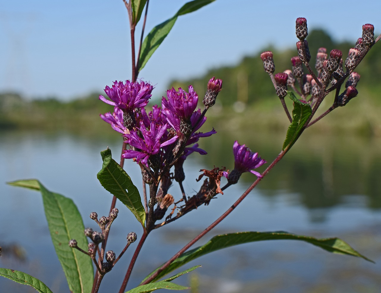 ironweed flower blossom free photo