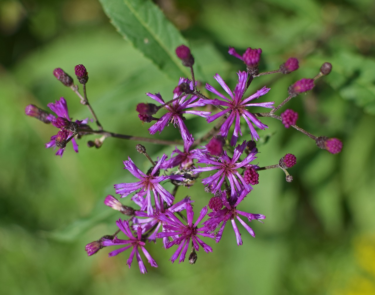 ironweed top-down flower blossom free photo