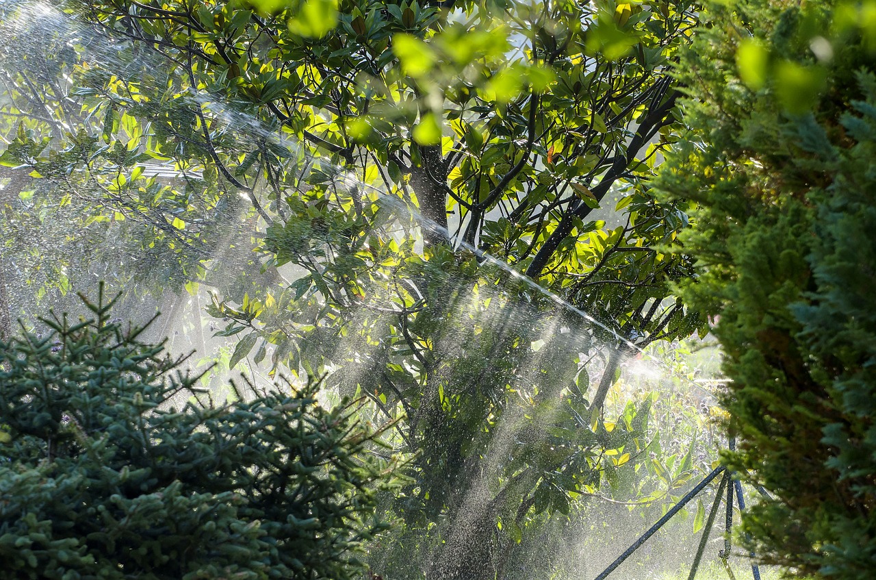 irrigation magnolia sprinkler system free photo