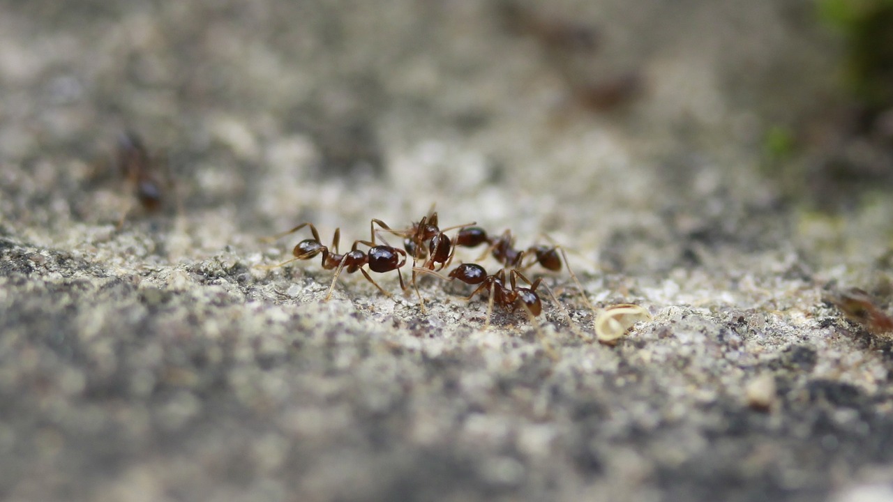 is insects close-up free photo