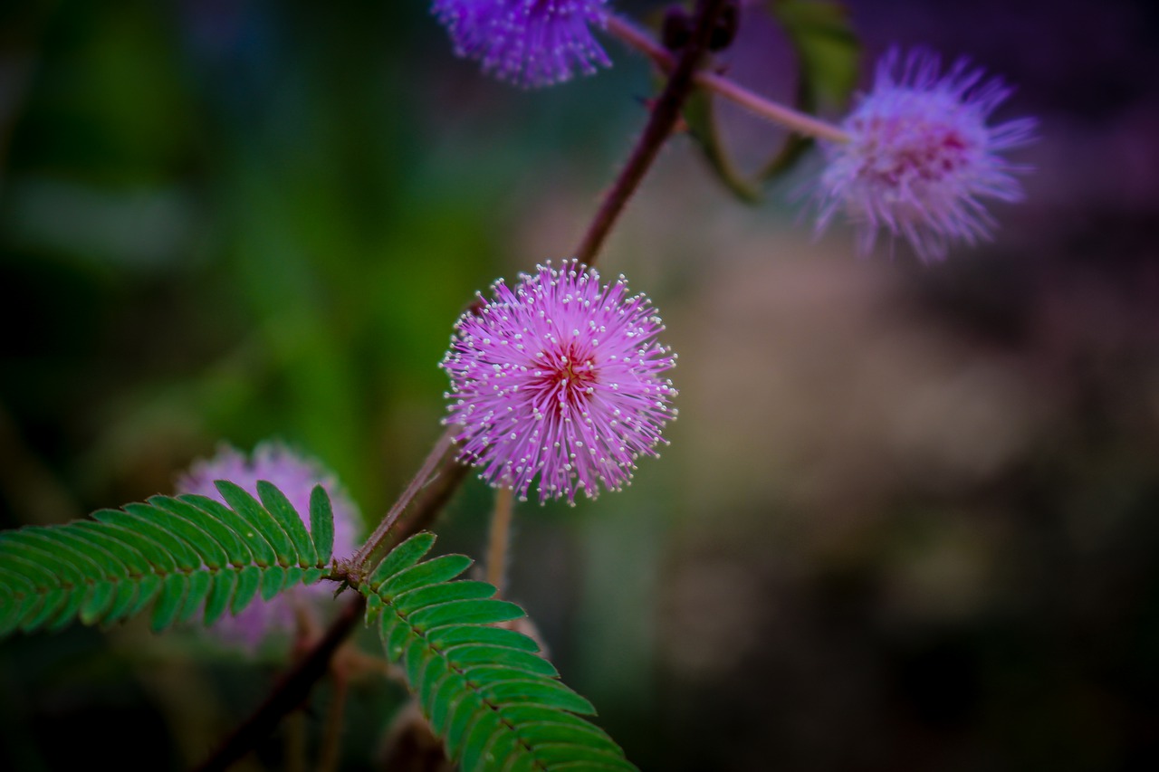 is a biennial plant  mimosa pudica  sensitive plant free photo