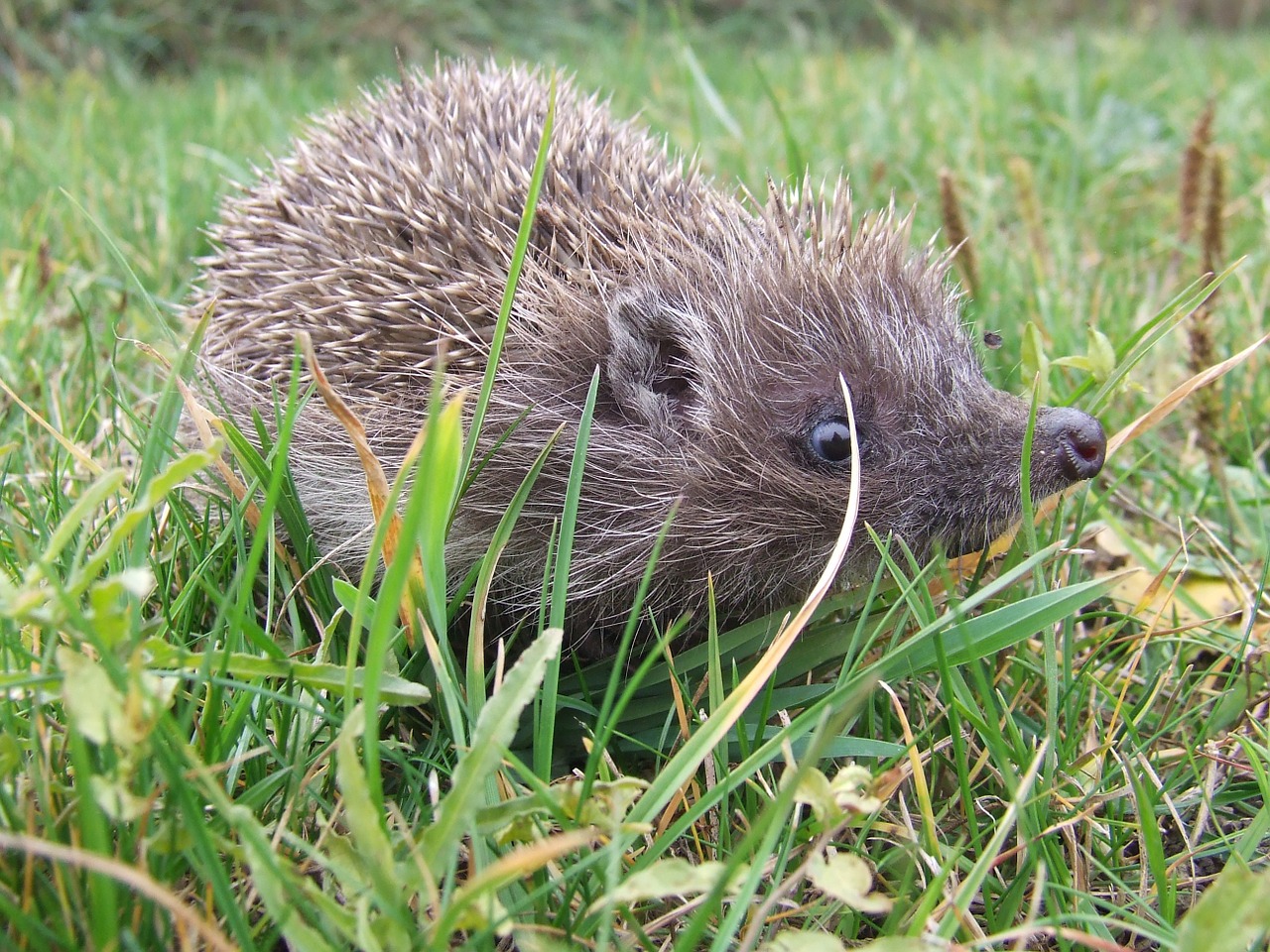 is from hedgehog thorns free photo