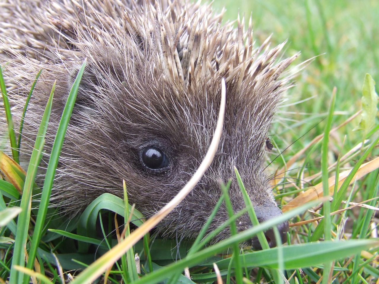 is from hedgehog thorns free photo