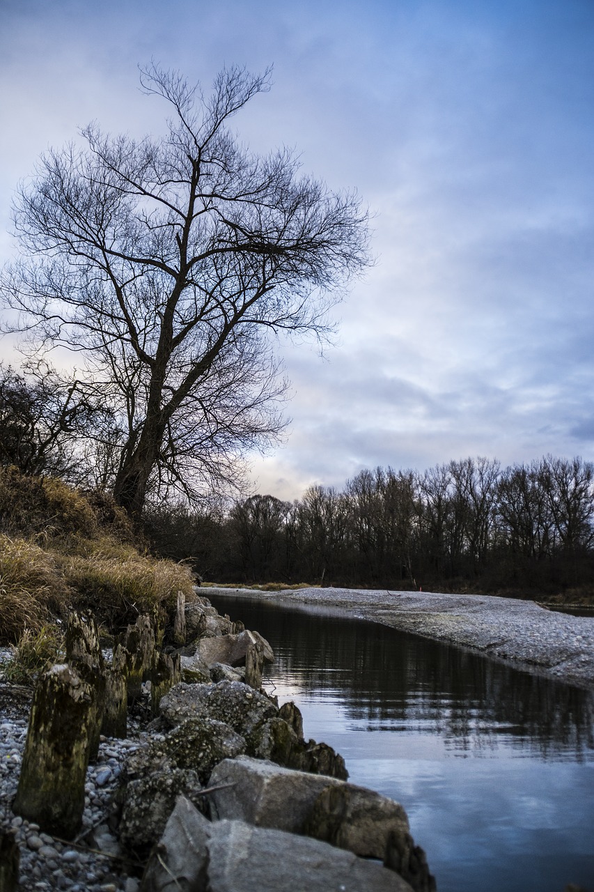 isar tree sky free photo