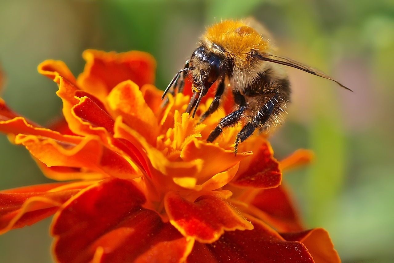 insect plant nature free photo