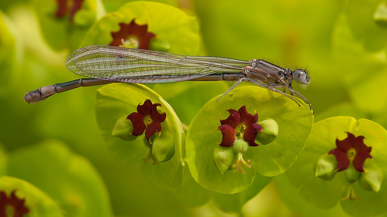 ischnura elegans dragonfly palisades spurge free photo