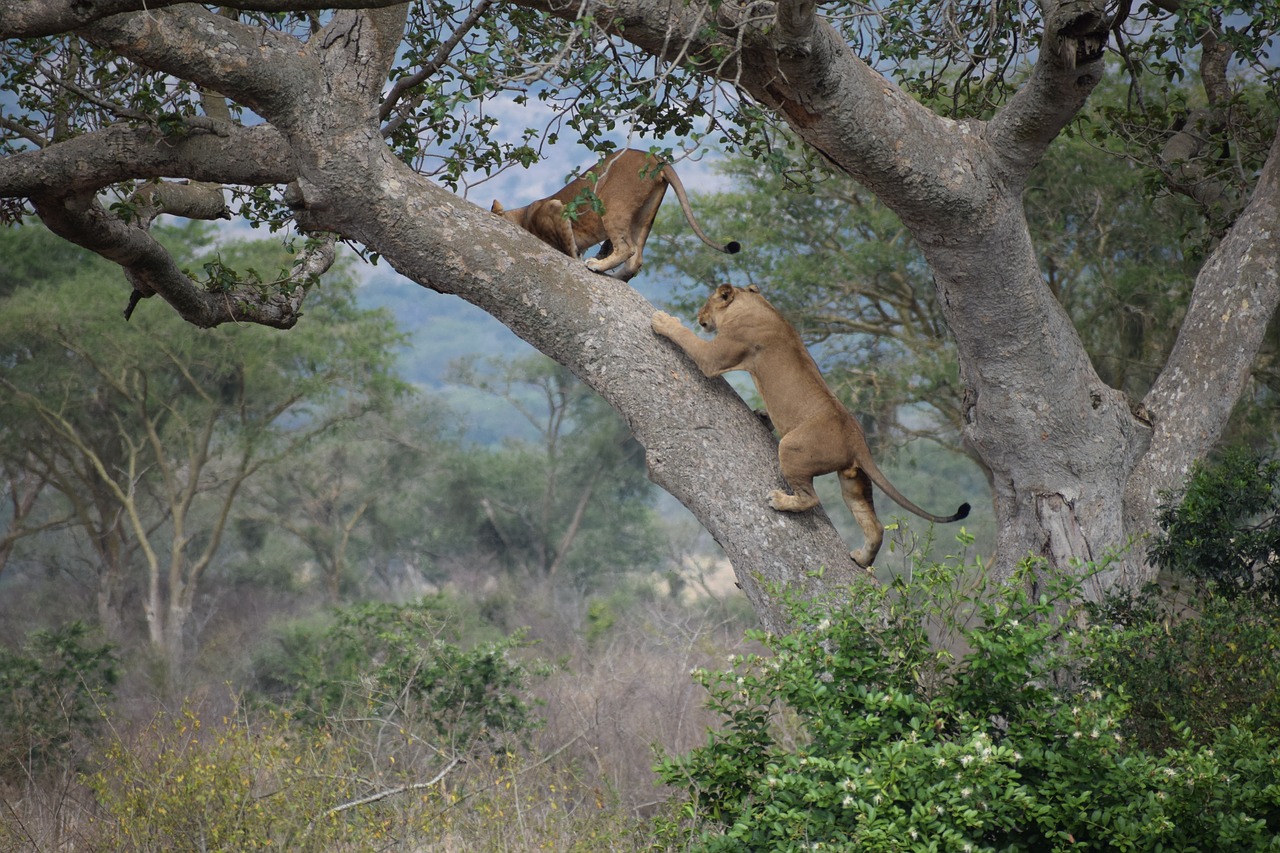 ishasha tree climbing free photo