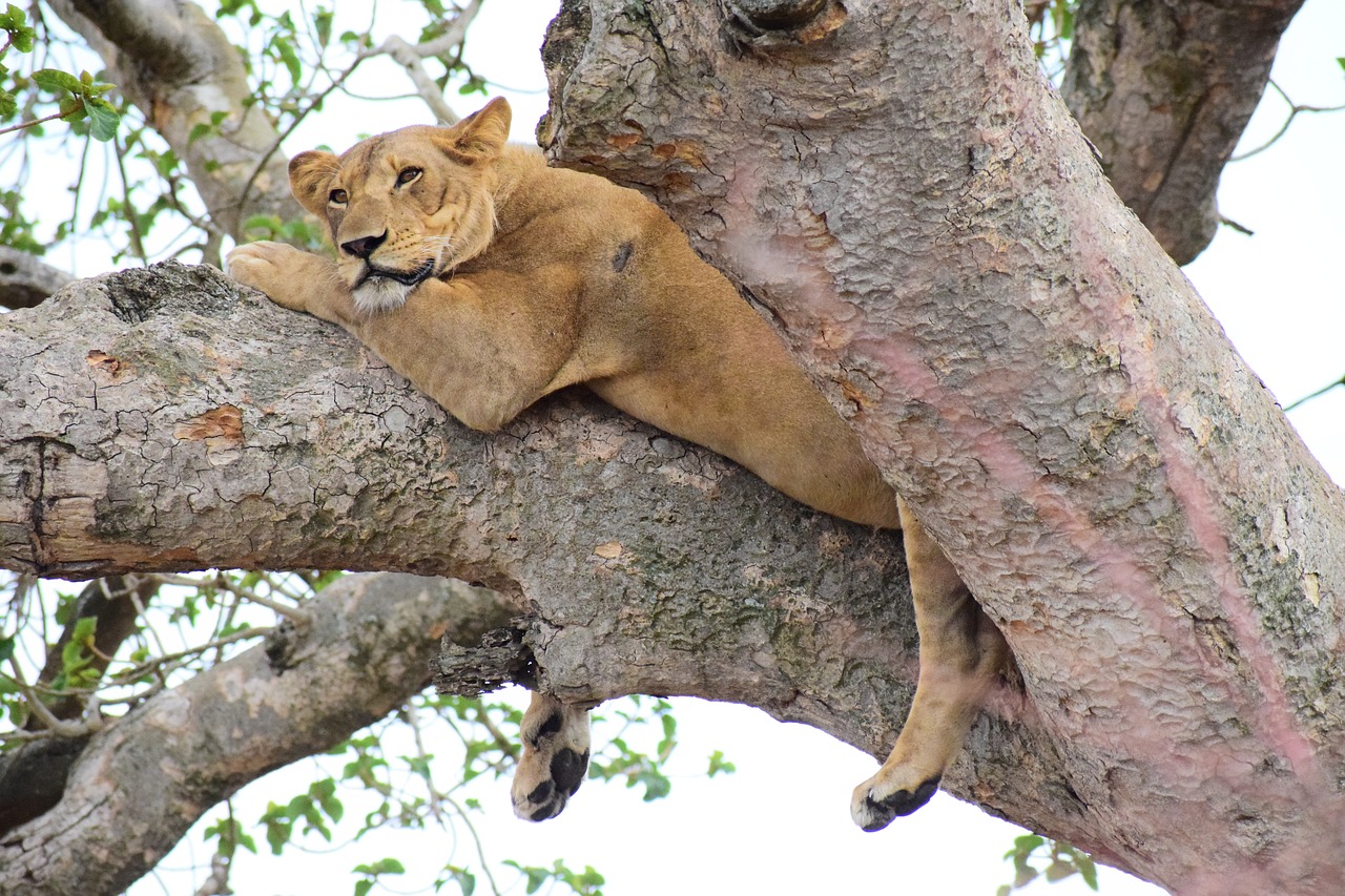 ishasha lion tree climbing free photo