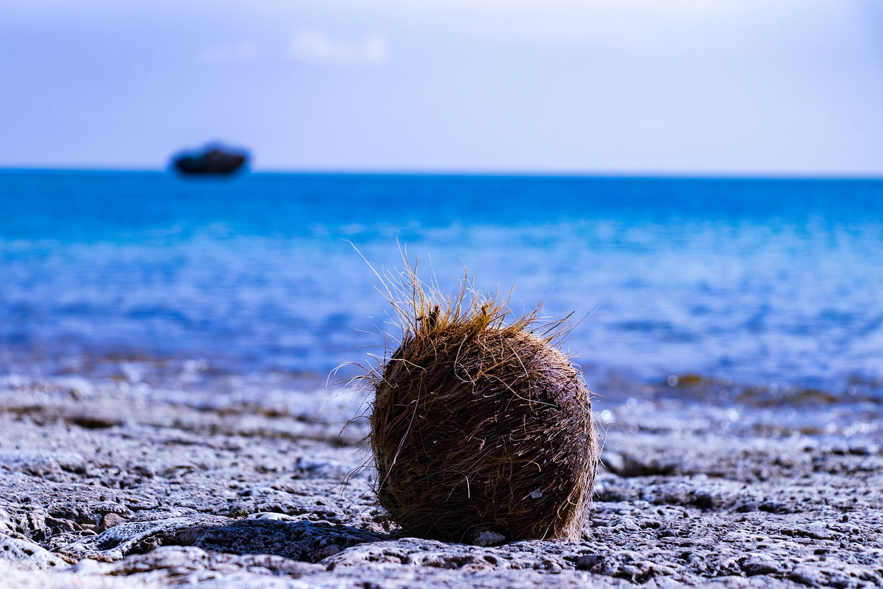 ishigaki  okinawa  coconut free photo
