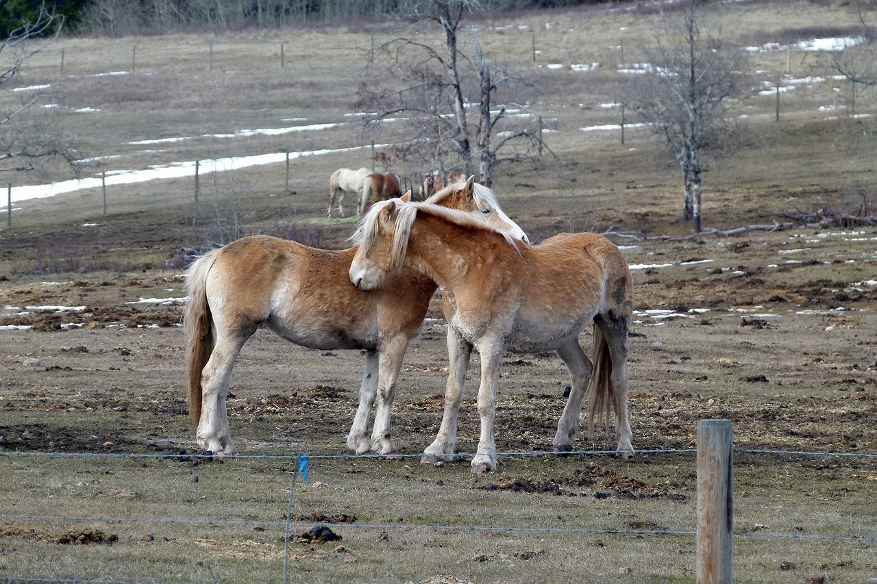 islaender horses animals free photo