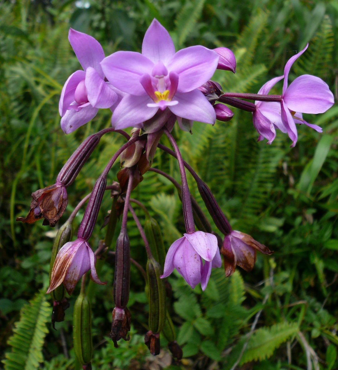 island martinique wild orchid free photo