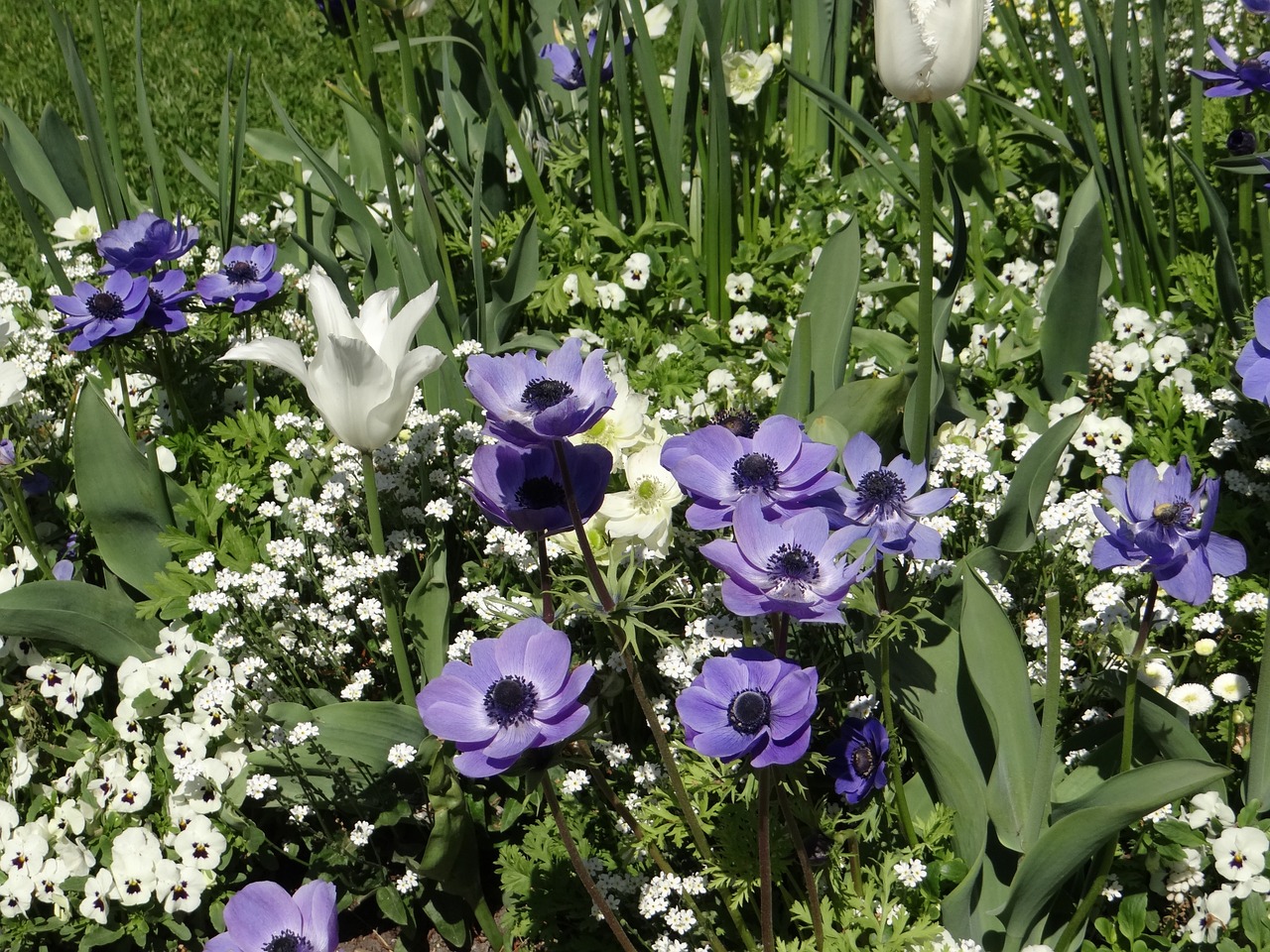 tulips mainau island white free photo