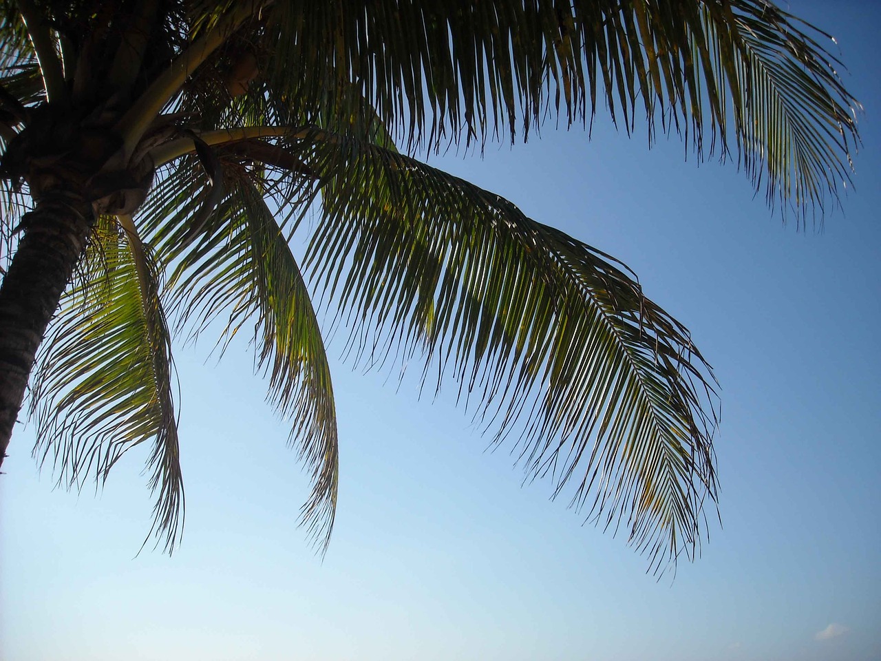 island palm tree jamaica free photo