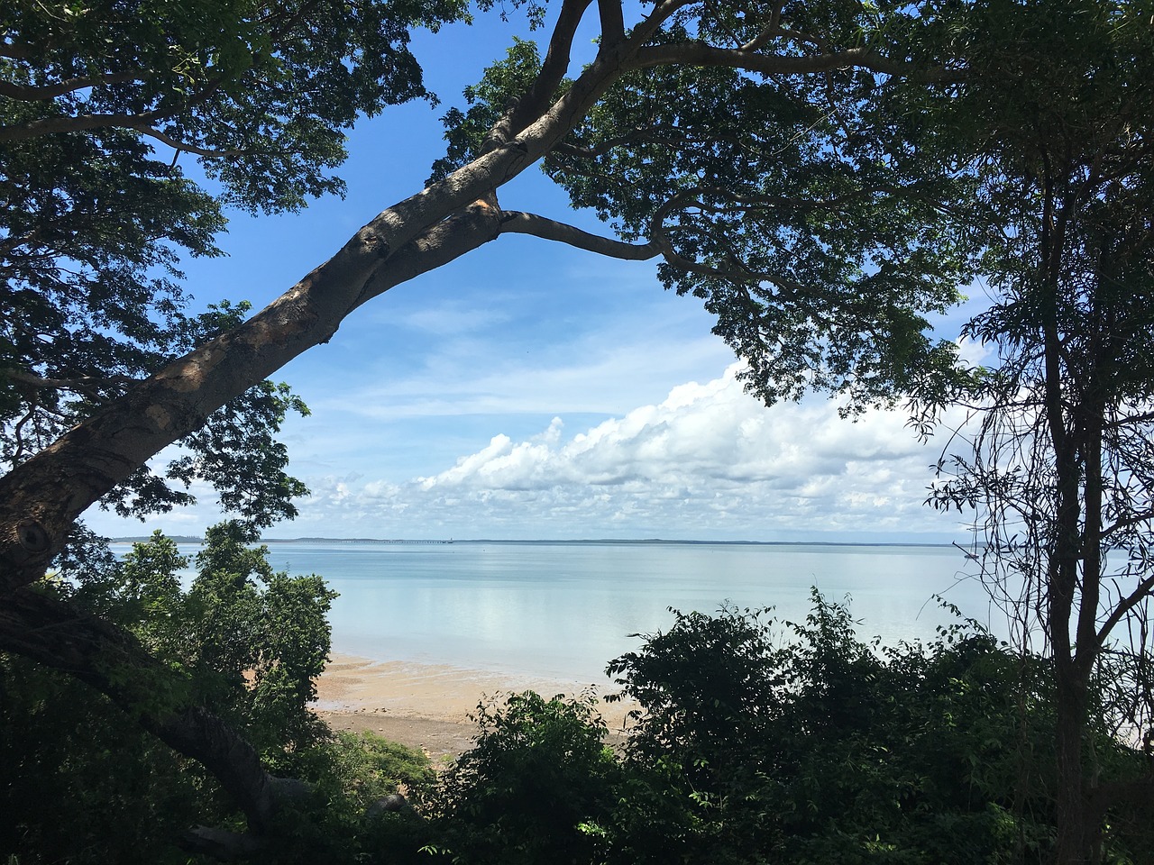 island trees beach free photo