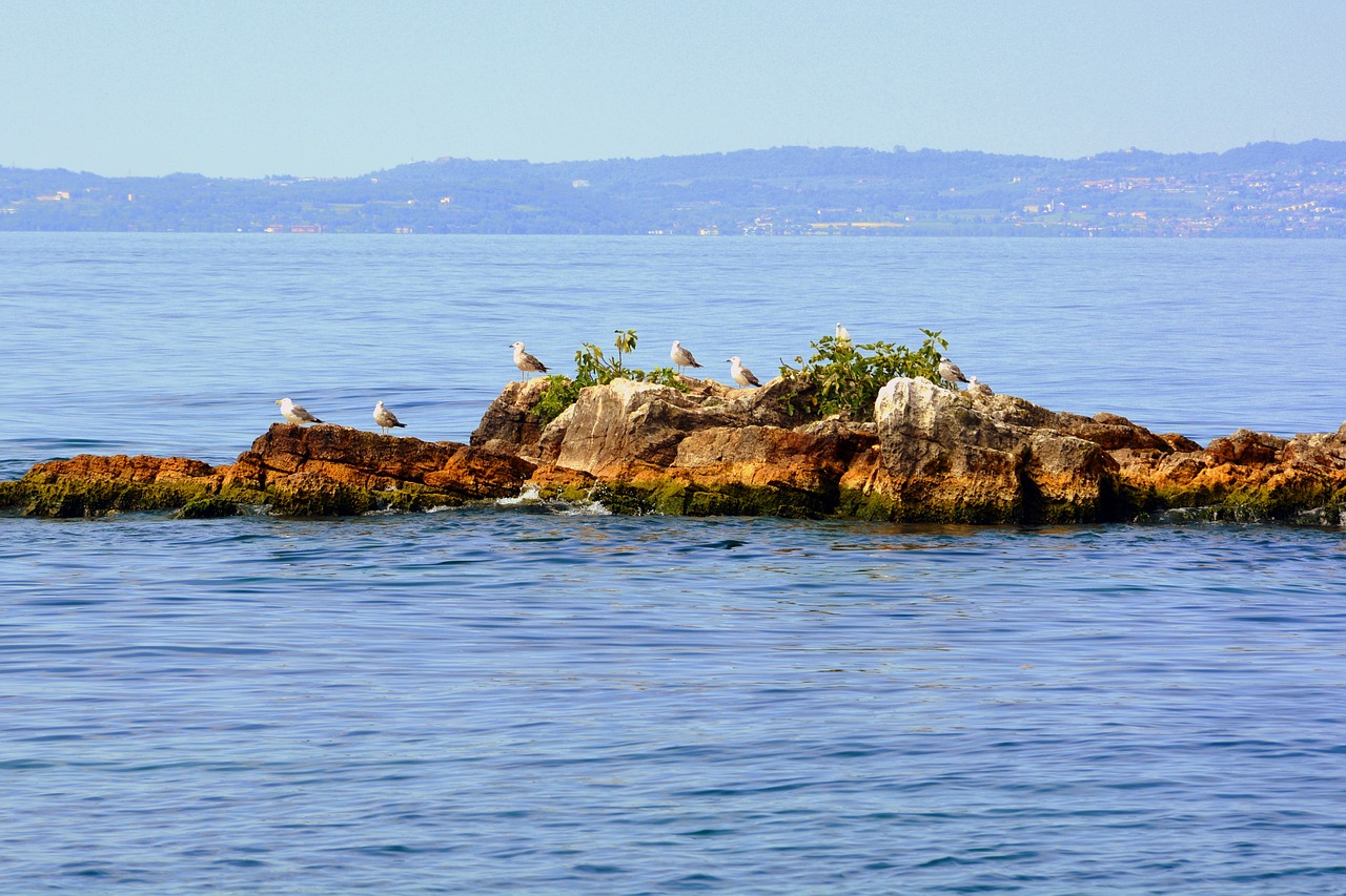 island seagulls lake free photo