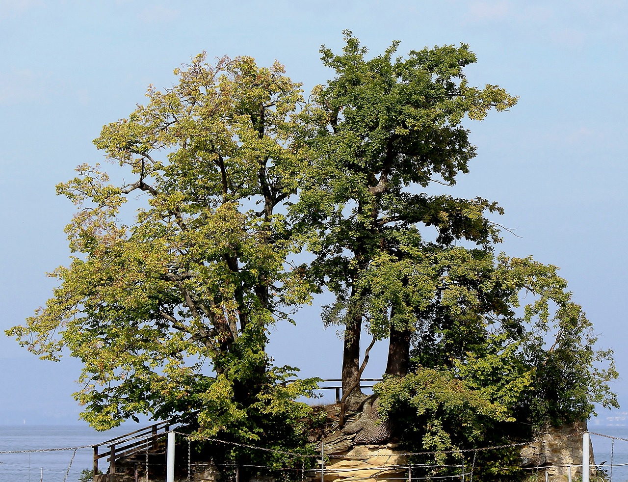 island trees idyllic free photo