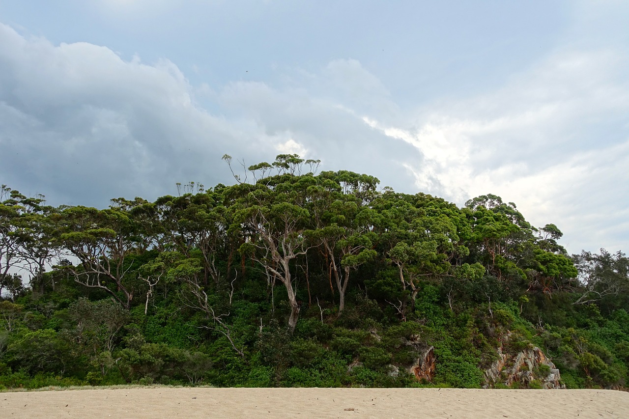 island trees tropical free photo