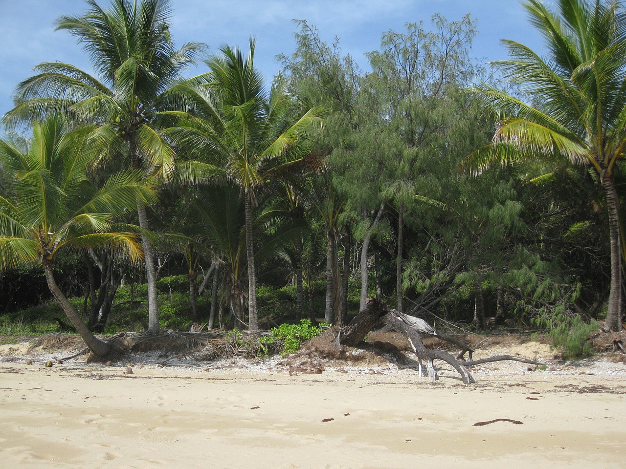 island beach palm free photo