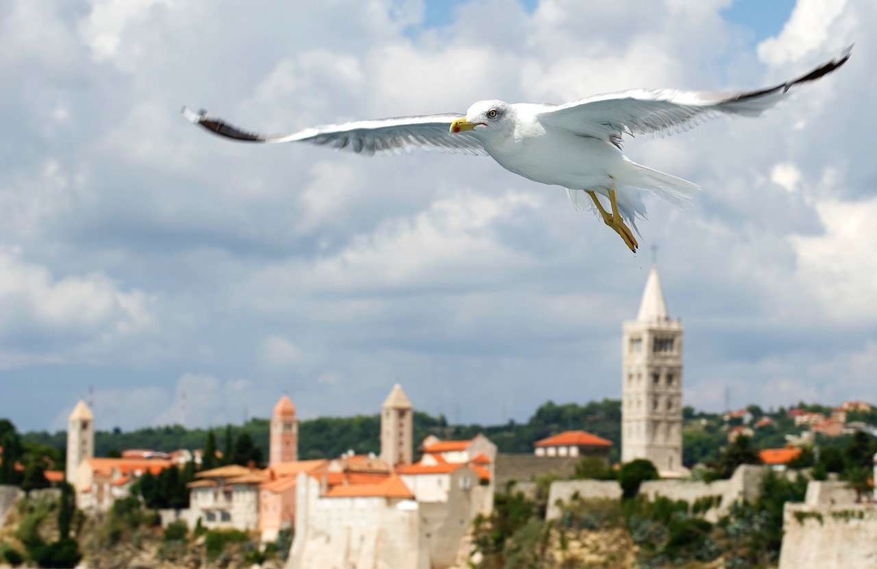 island of rab seagull sea birds free photo