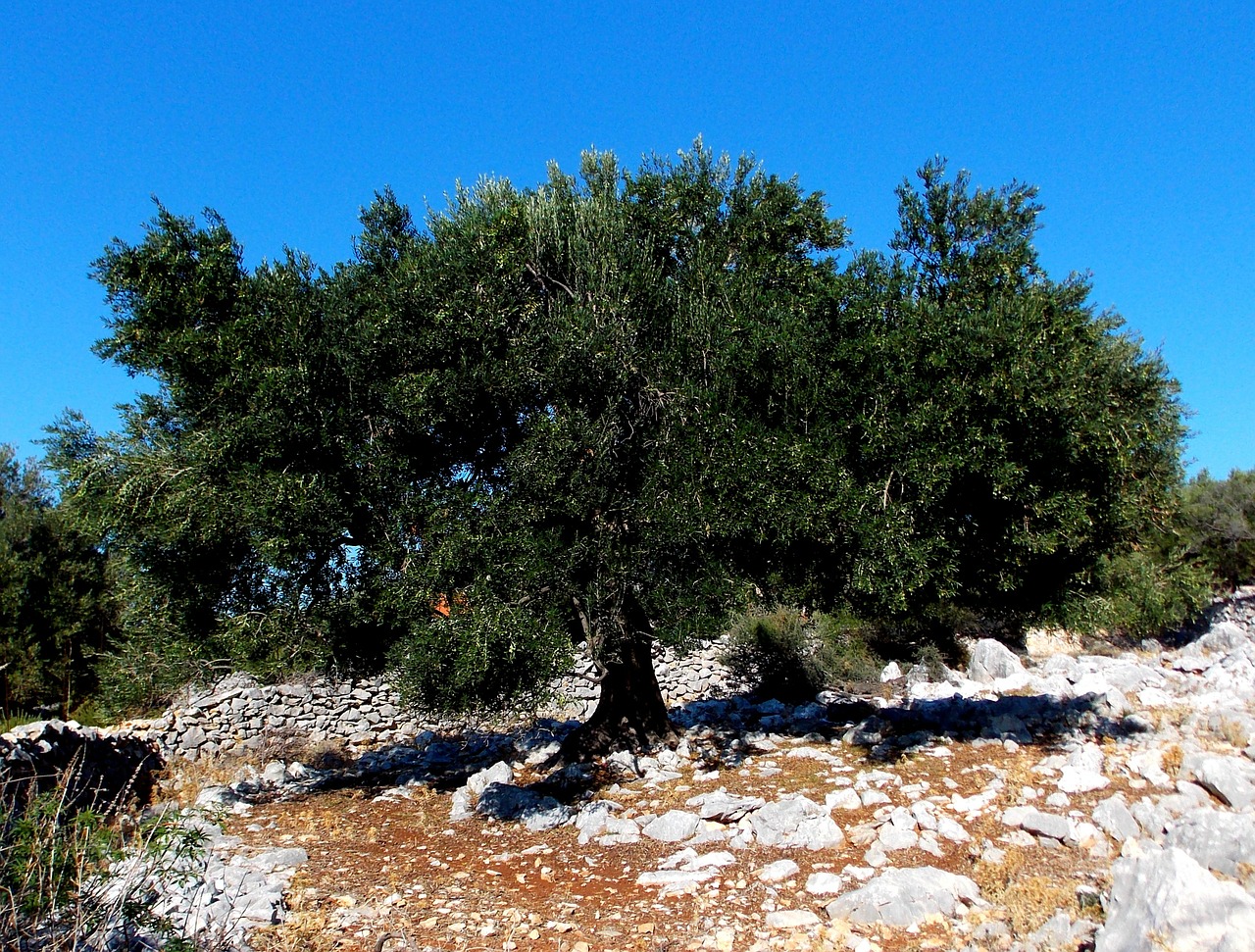 island of rab olive tree olivier free photo