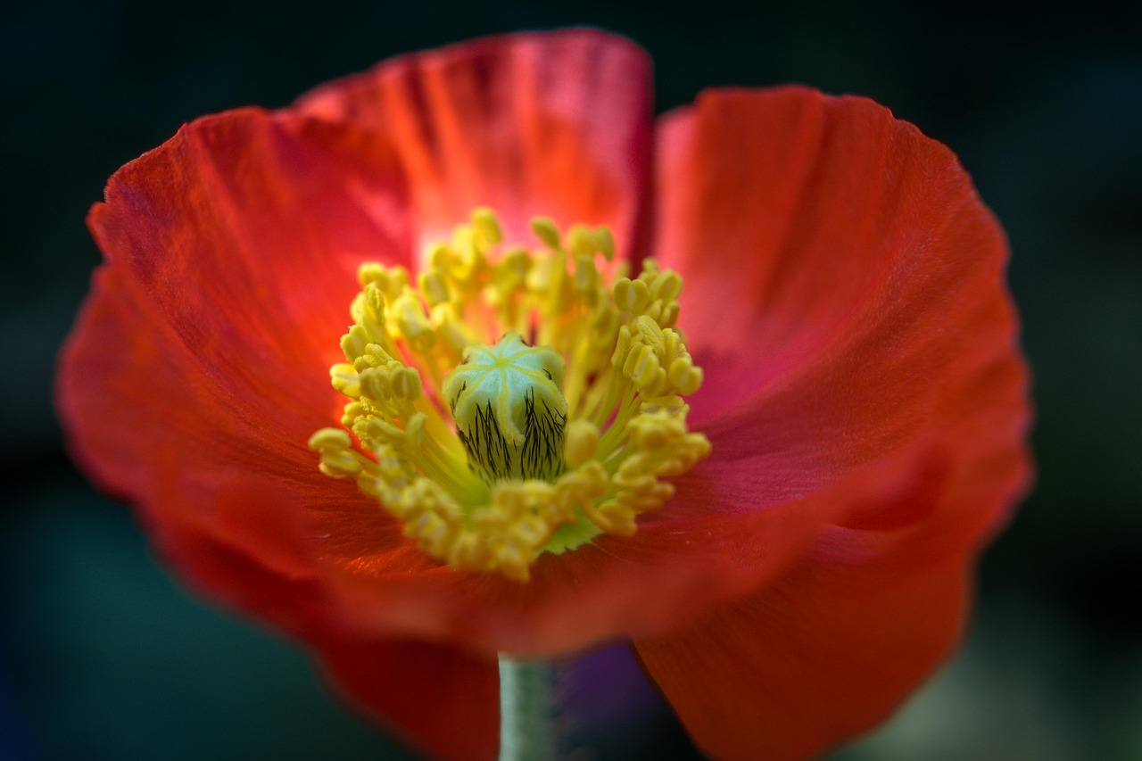 island-poppy flower blossom free photo