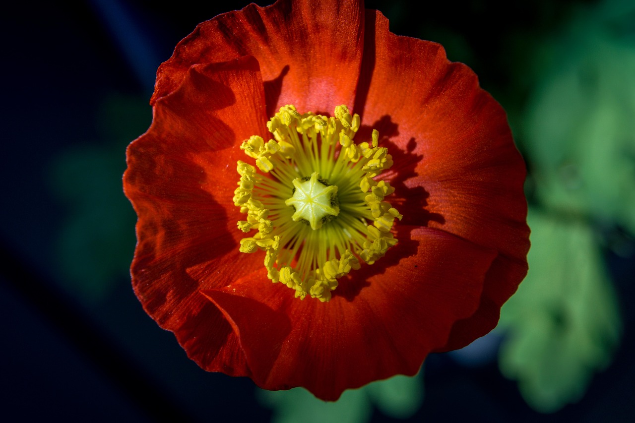 island-poppy flower blossom free photo