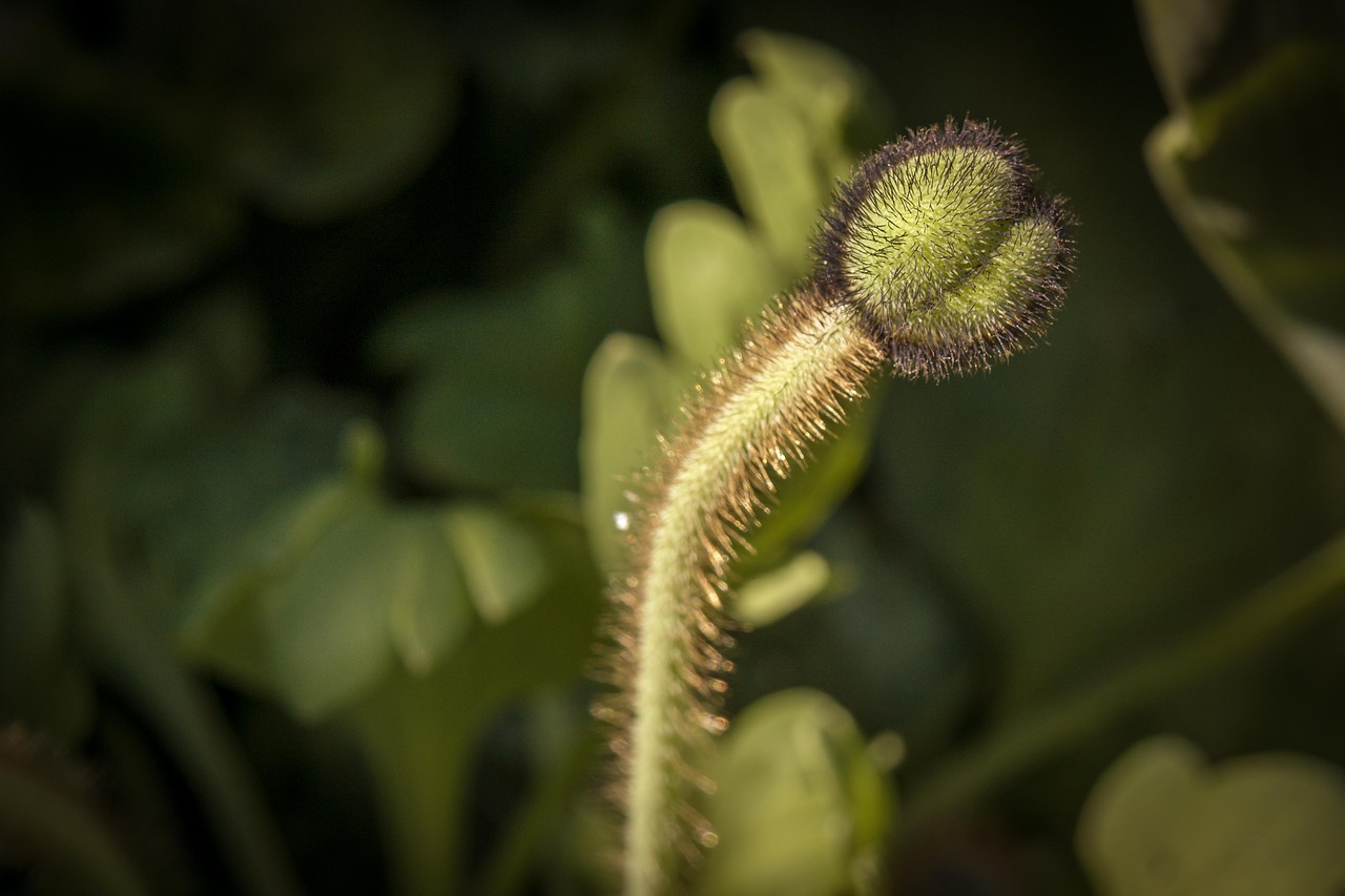 island-poppy flower blossom free photo