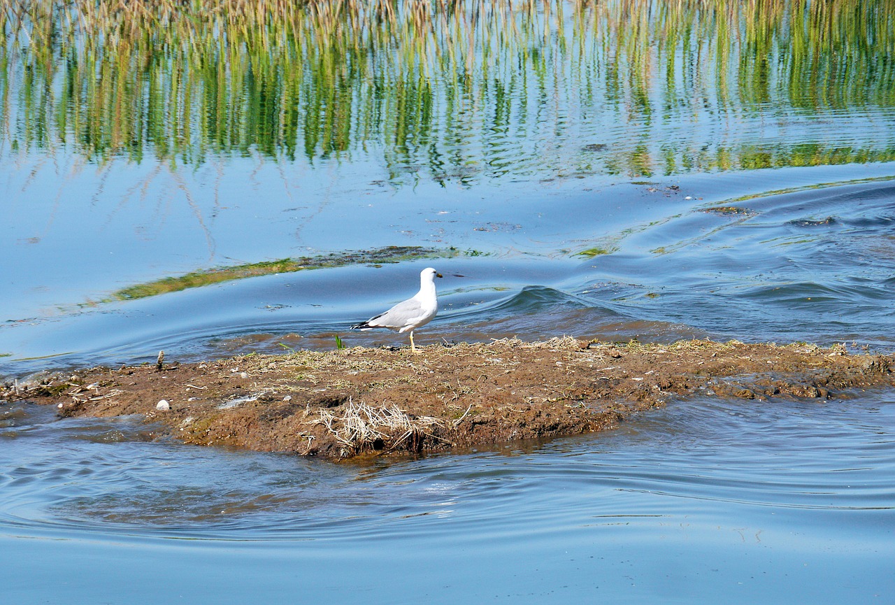 island residents seagull wetland free photo
